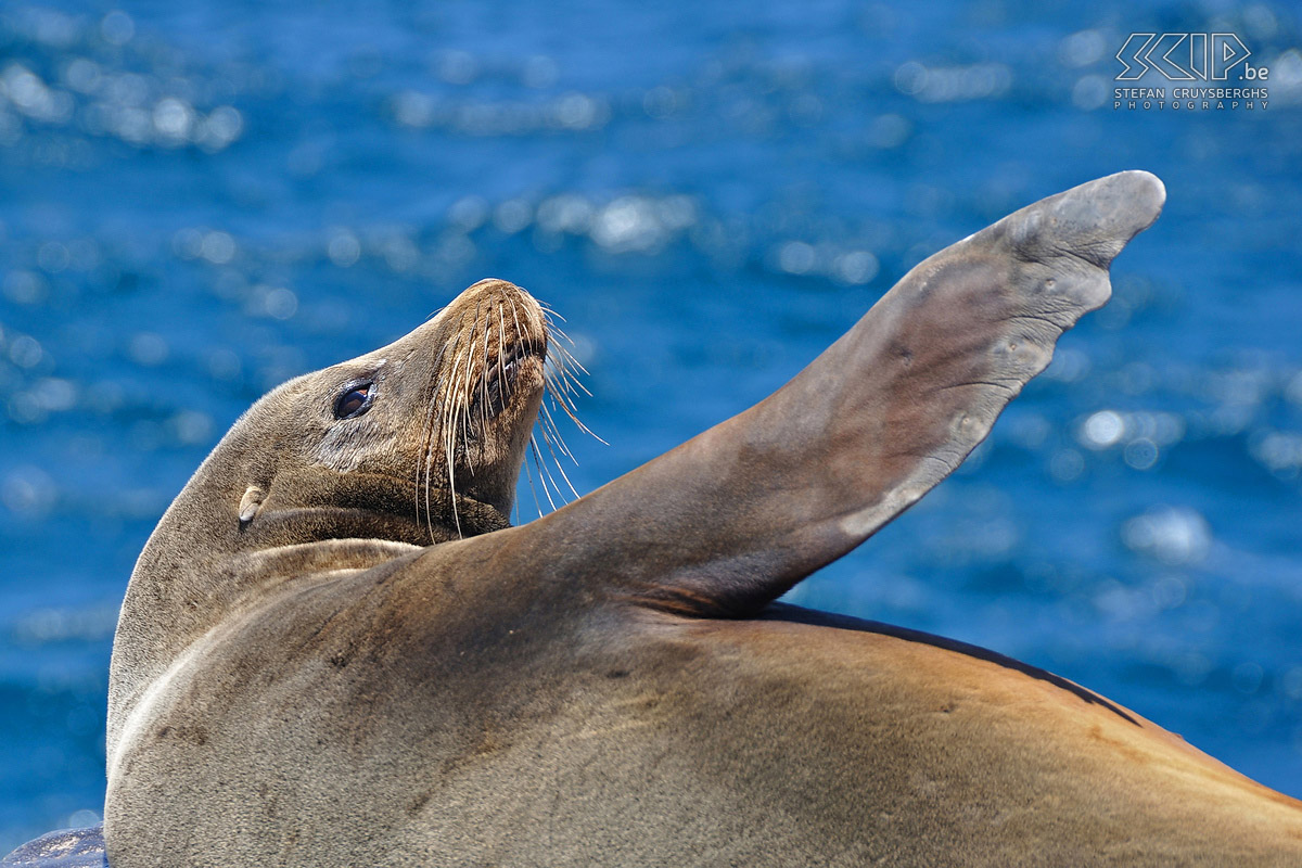 Galapagos - South Plaza - Zeeleeuw De Galápagos-zeeleeuwen komen op zowat elk eiland voor. Ze kunnen zo’n 2,5 meter lang worden en zijn meestal bruin van kleur. Stefan Cruysberghs